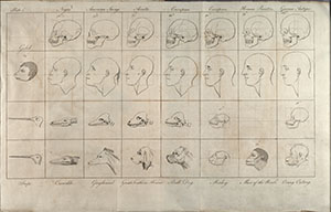 Plate 2 from Charles White, An Account of the Regular Gradation of Man (1799). The Huntington Library, San Marino, California.<br/>Charles White’s diagram of facial angles and skull size charts from right to left the highest human forms to the lowest people and the imaginary “Golok,” a creature that linked humans to the apes. Along the bottom rows, other primates, dogs, and animals are placed in hierarchical order, with the English Bull Dog representing the most intelligent nonprimate.