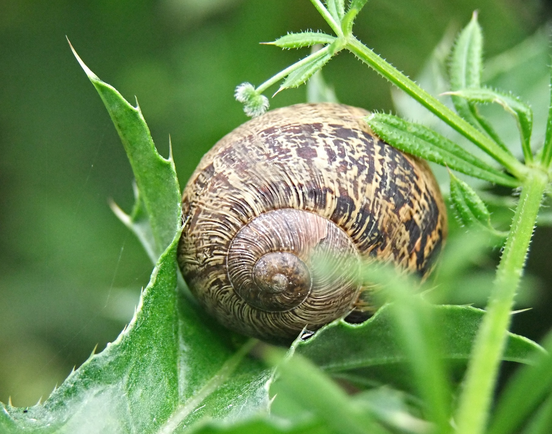 With the snail as its mascot, the Slow movement challenges industrialization and speed in the name of efficiency. Pixabay