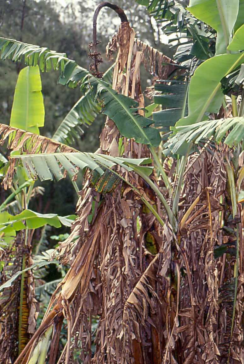 Panama Disease is a wilting disease impacting bananas that is caused by a soil-borne fungal pathogen.