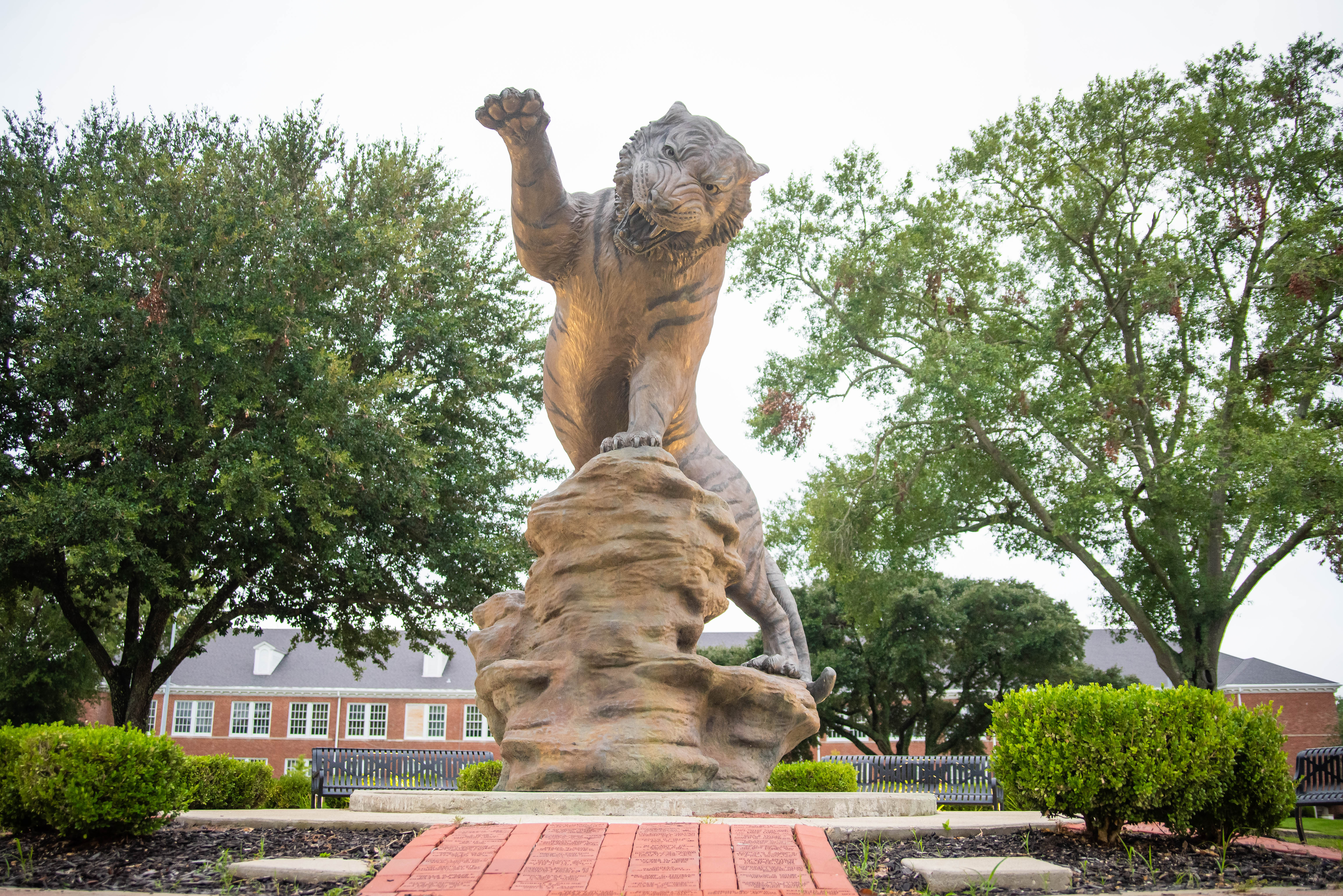 Color photograph of a statue of a tiger on the campus of Grambling State University. The tiger stands on a rock with one paw lifted into the air, it appears to growl at the viewer.