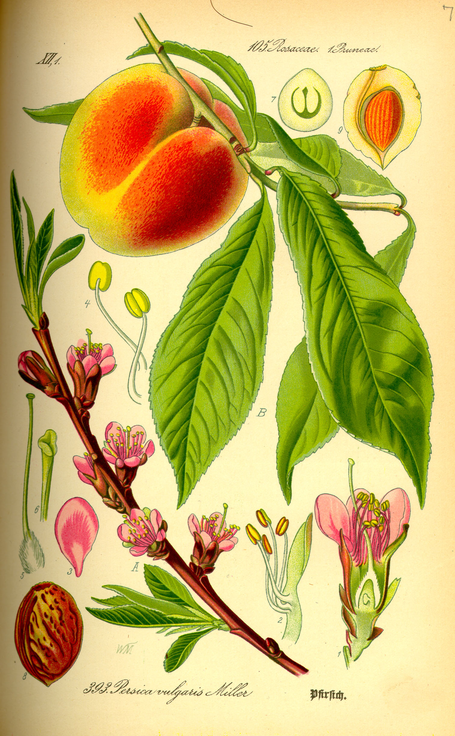 A botanical drawing of a peach.