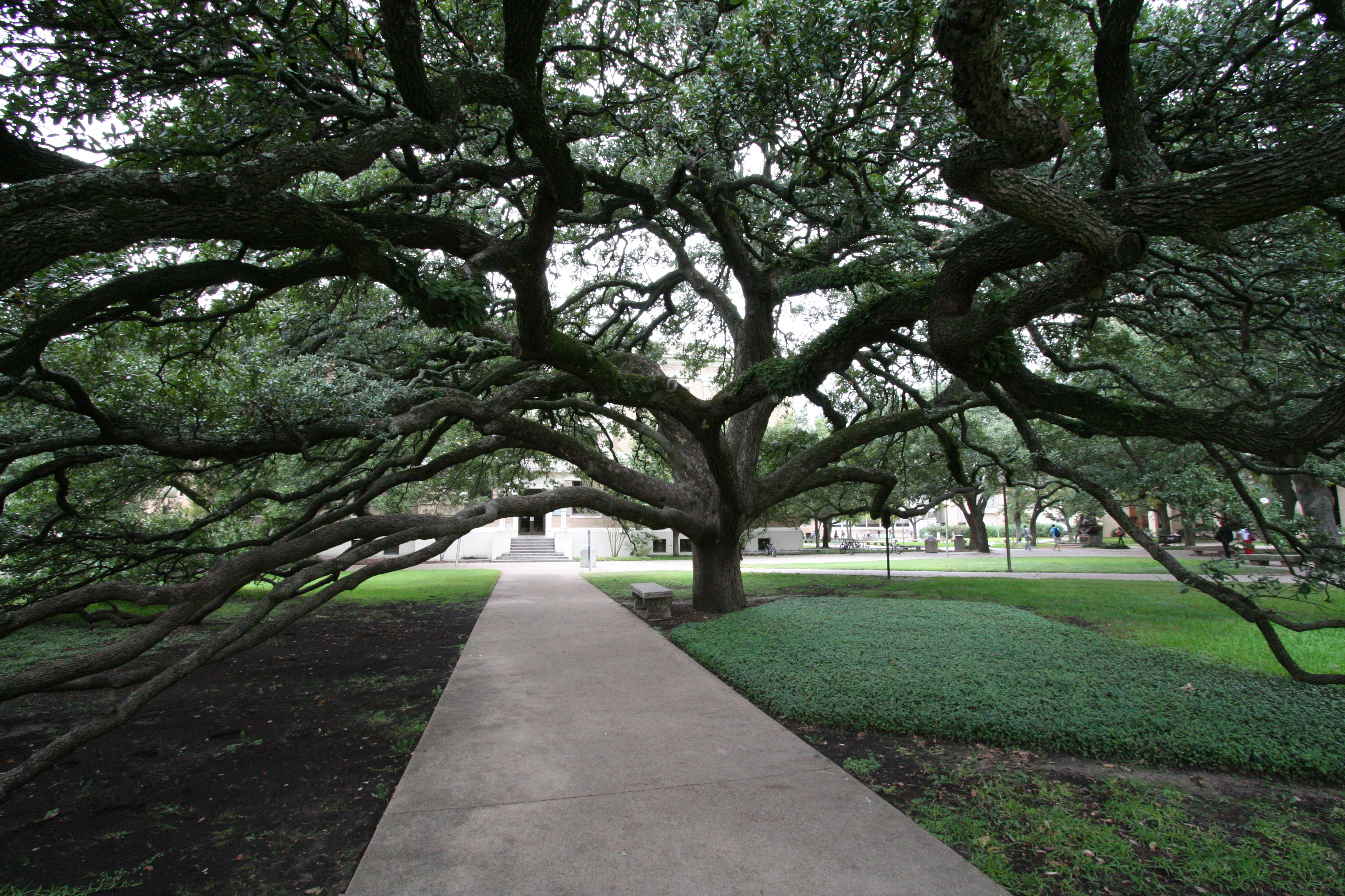 A large sprawling tree extending over a sidewalk on a college campus