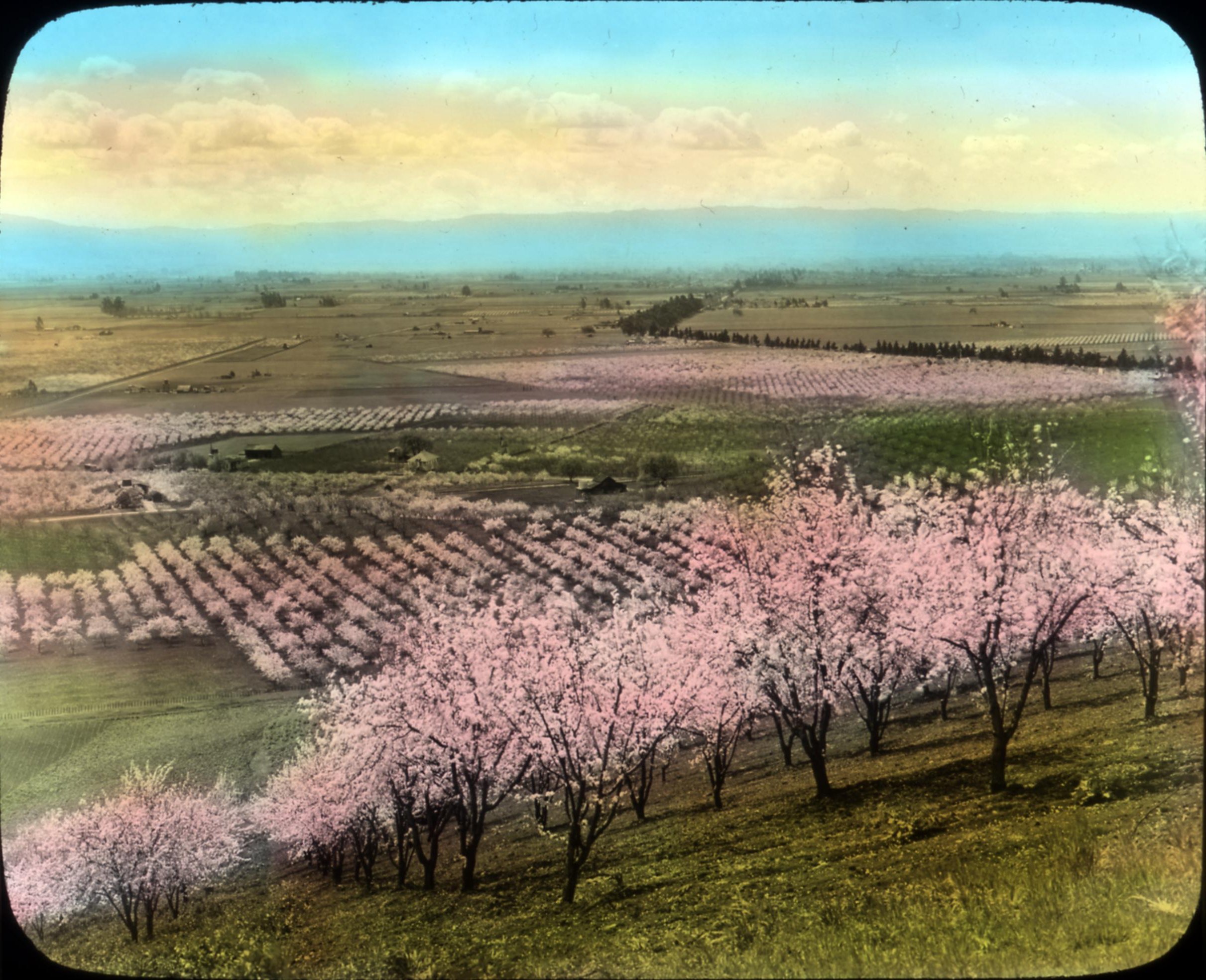 Painting of orchards with pink trees