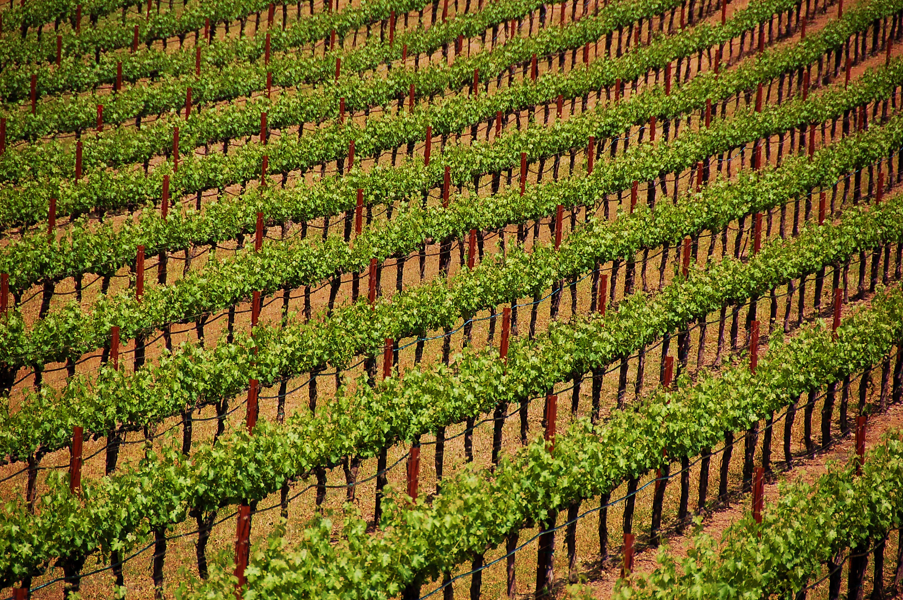 Rows of flowering grapevines in the full sunshine.