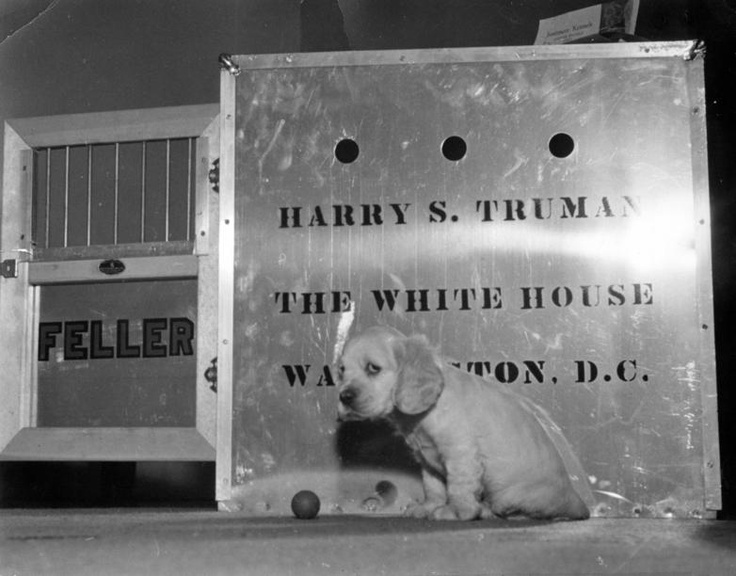 Puppy_Truman