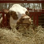 A pleasant cow at Bronte Creek Provincial Park in Oakville, Ontario. 