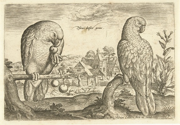 Adriaen Collaert, Twee grijze roodstaart papegaaien in een landschap met een boerderij, Rijks Museum.