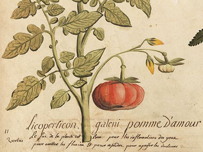 Cultivating History: The Plant Humanities at Dumbarton Oaks