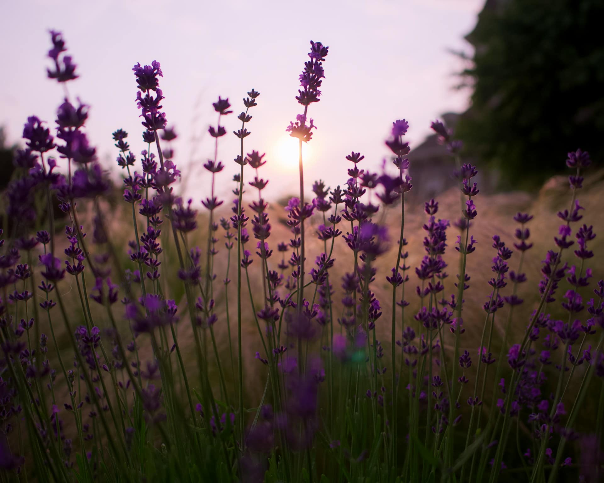 Purple wildflowers in a field under pink sky