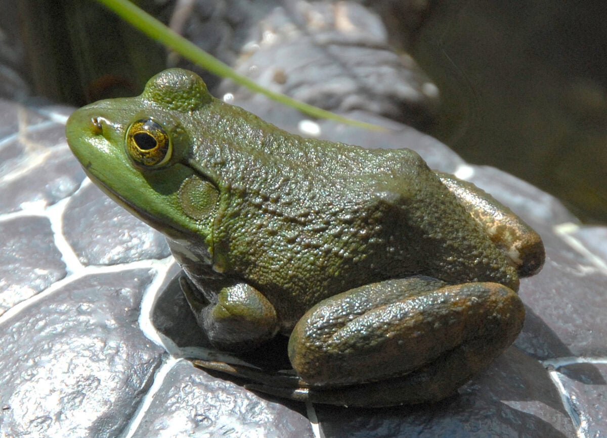 The Japanese Bullfrog – AHA
