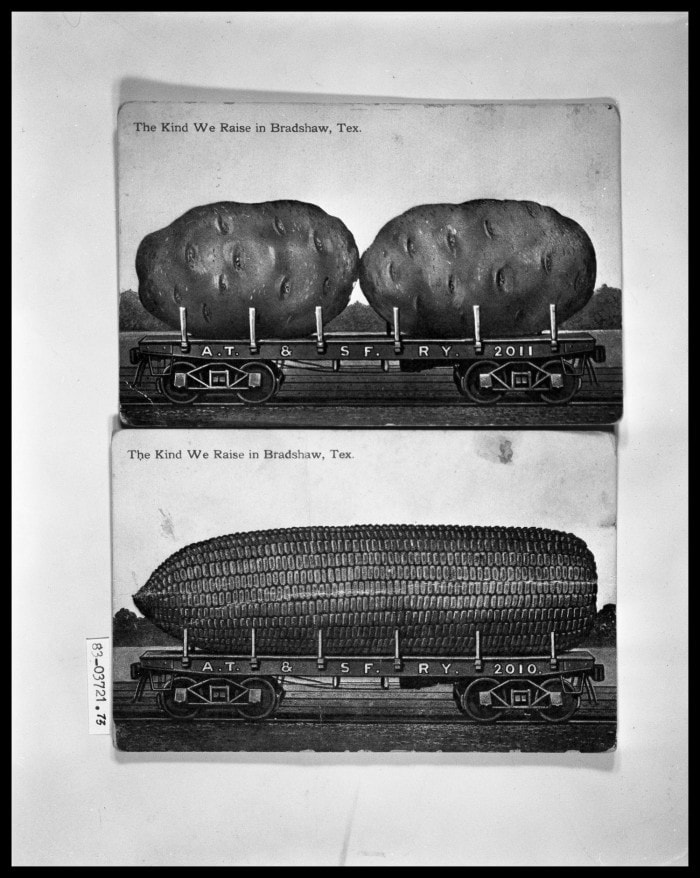 Humor Postcard, Potato; Humor Postcard, Corn