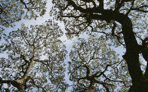 branches6