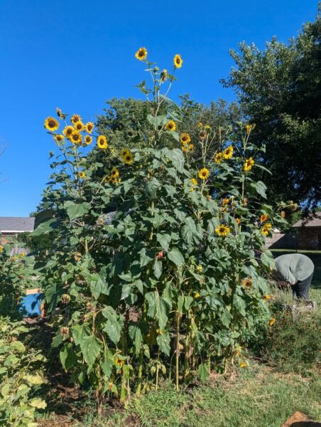A large bush of sunflowers with a blue sky in the background