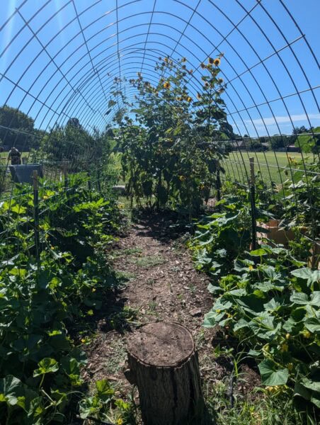 A garden trellis